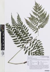 Athyrium otophorum. Herbarium specimen from Helensville, AK 289666, showing 2-pinnate-pinnatifid frond with expanded basal acroscopic lobe on secondary pinnae. 
 © Auckland Museum CC BY-NC 3.0 NZ